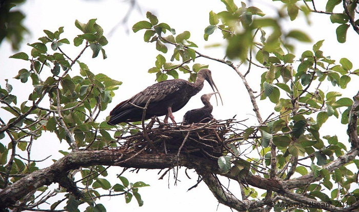 attraction-Bird At Prek Toal Battambang.jpg